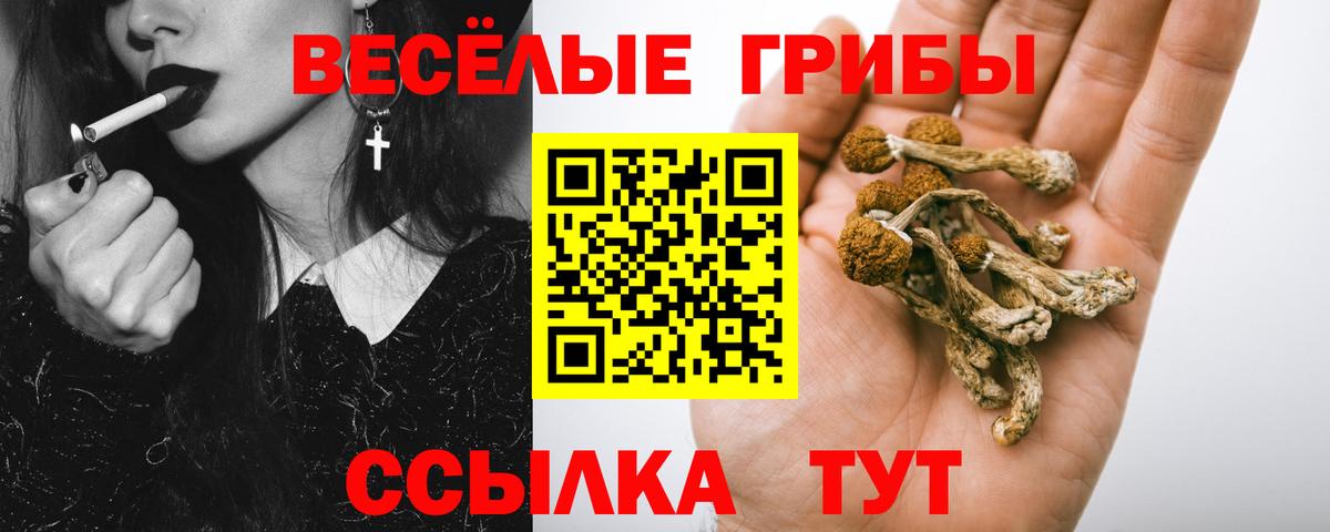 Бузулук  Псилоцибиновые грибы Cubensis  Вход с VPN 